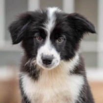 Border Collie Welpe zu verkaufen