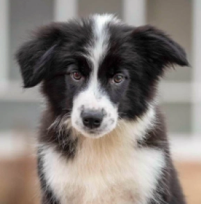 Perros Collie de la Frontera en venta