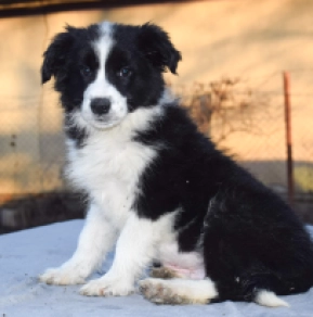 Border Collie puppy for sale