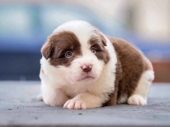 Border Collie puppy for sale
