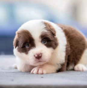 Border Collie Welpe zu verkaufen
