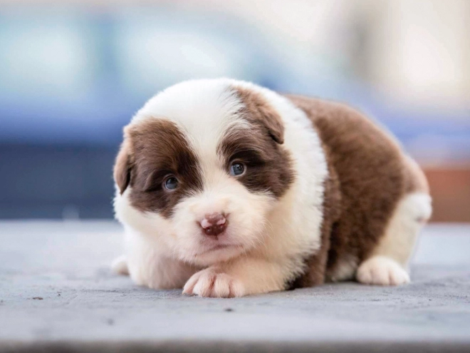 Border Collie puppy for sale