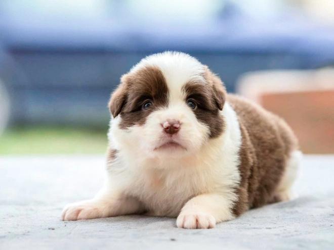 Border Collie puppy for sale