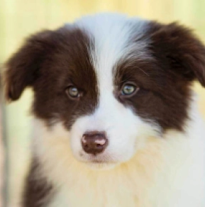 Perros Collie de la Frontera en venta