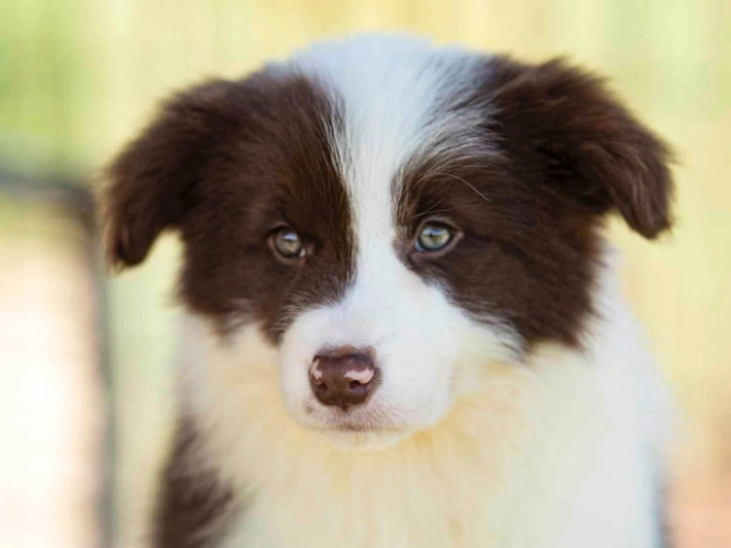 Perros Collie de la Frontera en venta