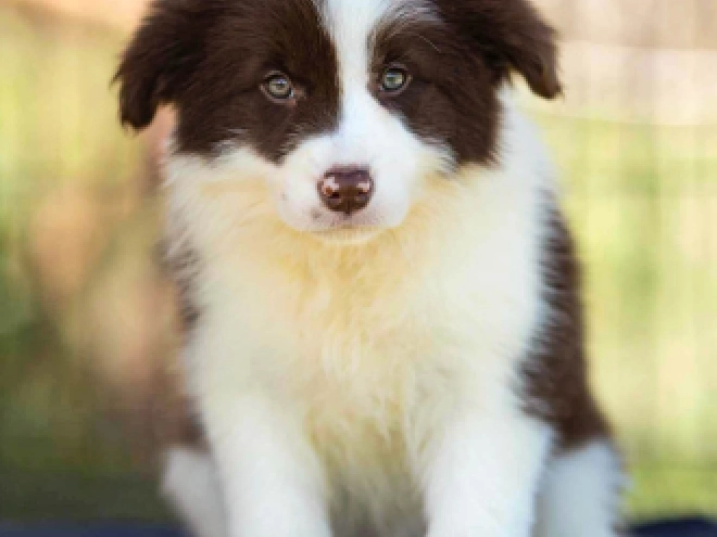 Perros Collie de la Frontera en venta