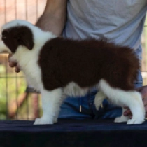 Border Collie puppy for sale