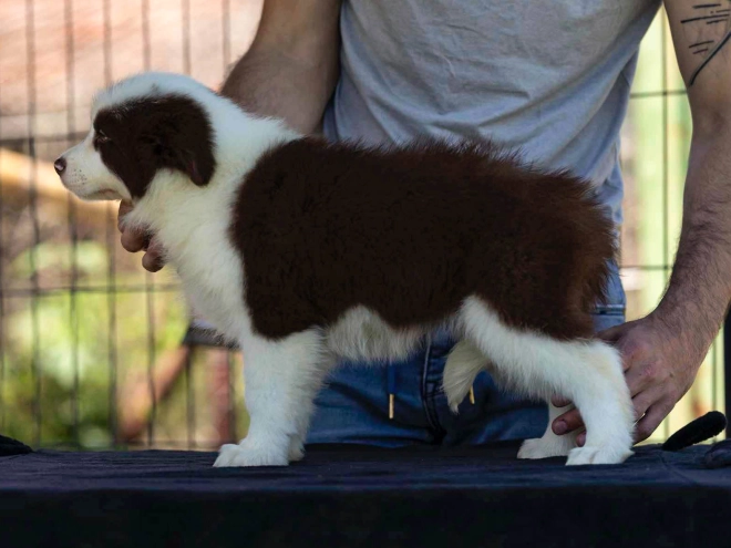 Perros Collie de la Frontera en venta