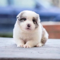 Border Collie Welpe zu verkaufen