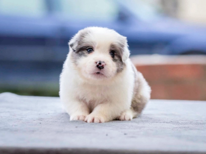 Border Collie puppy for sale