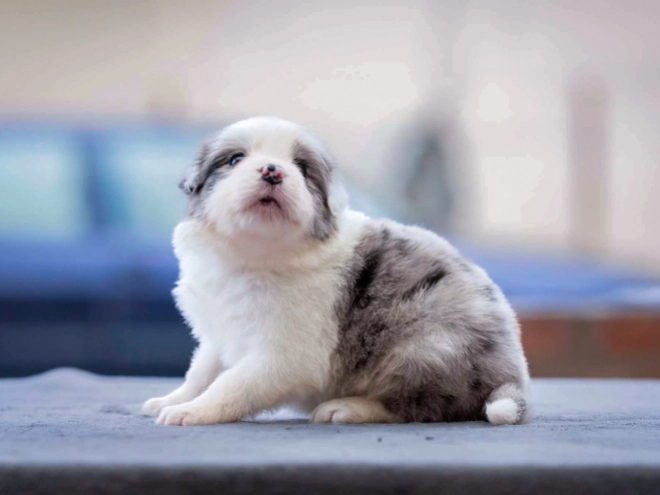 Border Collie puppy for sale