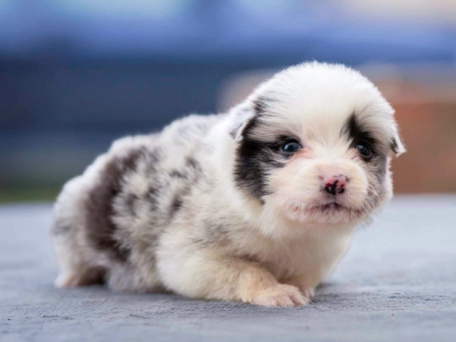 Border Collie puppy for sale