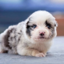 Border Collie Welpe zu verkaufen