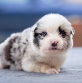 Perros Collie de la Frontera en venta