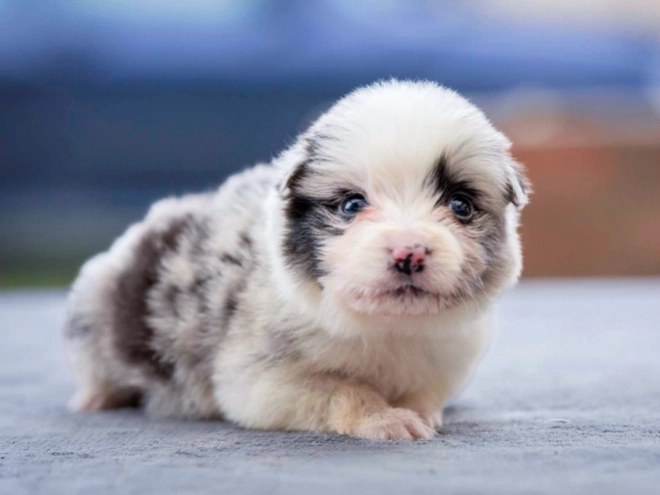 Border Collie puppy for sale