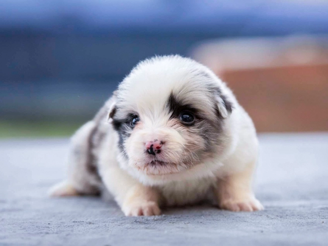 Border Collie puppy for sale