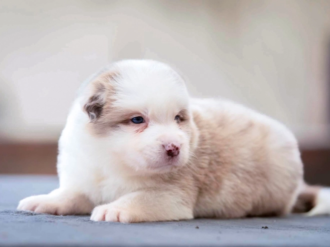 Border Collie puppy for sale