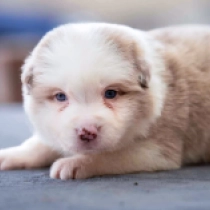 Border Collie Welpe zu verkaufen