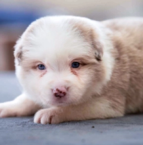 Perros Collie de la Frontera en venta