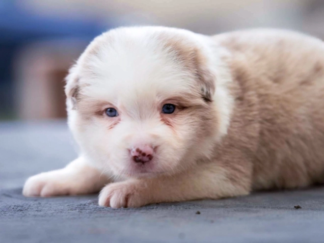 Border Collie puppy for sale