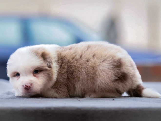 Border Collie puppy for sale