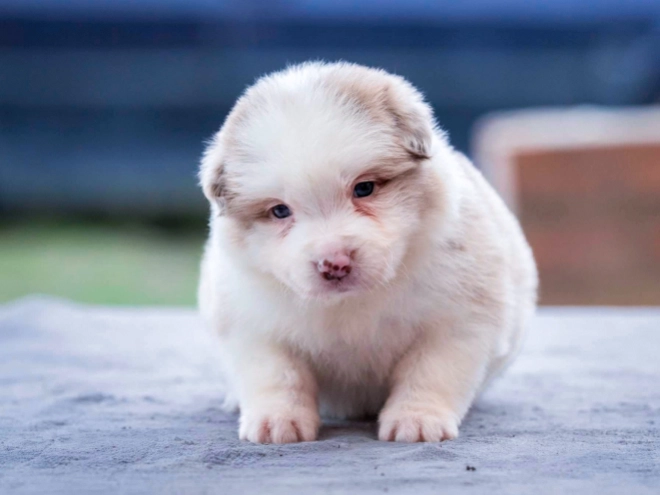 Border Collie puppy for sale