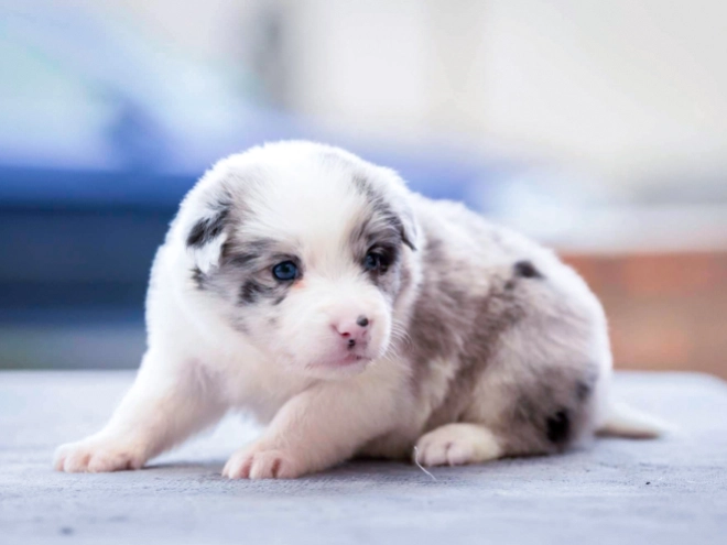 Border Collie puppy for sale