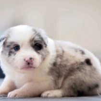 Border Collie Welpe zu verkaufen