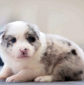 Perros Collie de la Frontera en venta