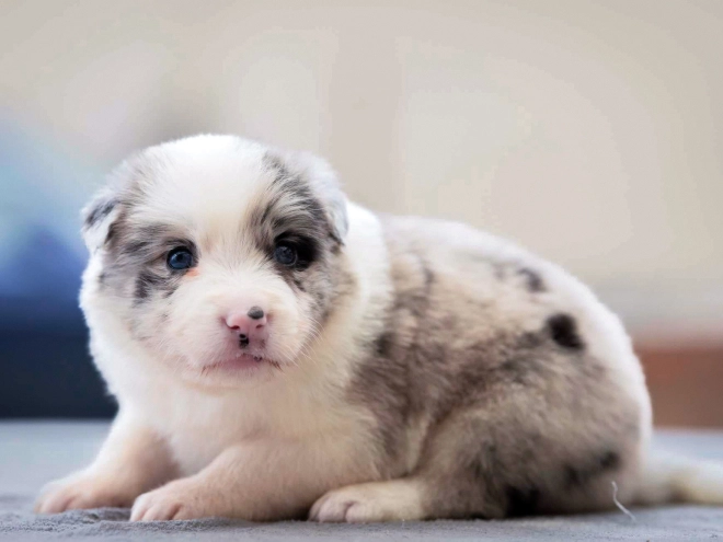 Border Collie puppy for sale