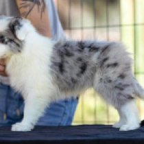 Perros Collie de la Frontera en venta