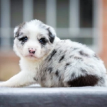 Border Collie Welpe zu verkaufen