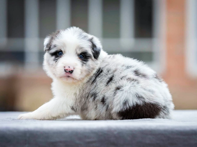 Border Collie puppy for sale