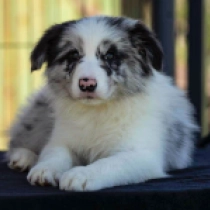 Perros Collie de la Frontera en venta