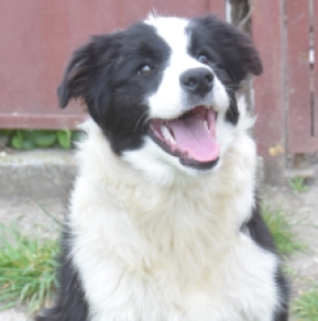 Border Collie Welpe kaufen