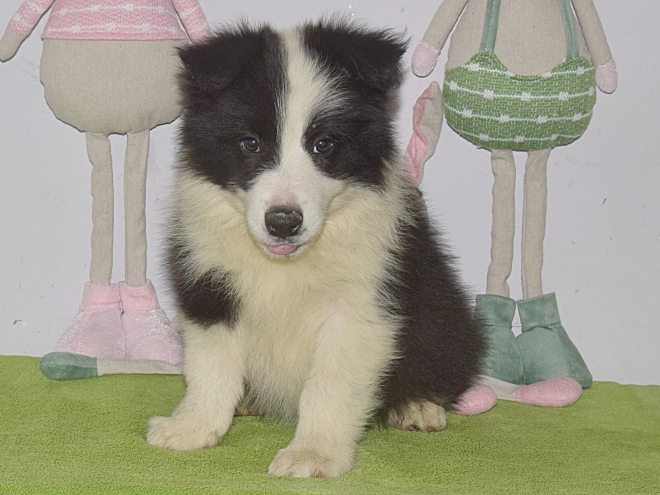 Border Collie puppy for sale