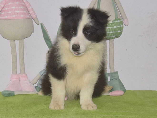 Border Collie puppy for sale