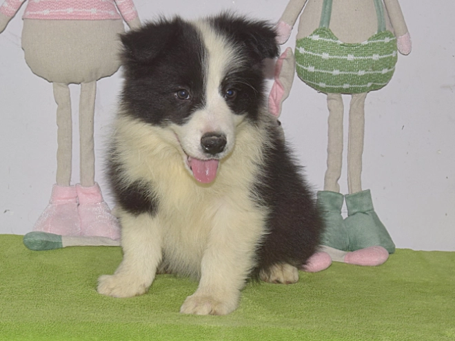 Border Collie puppy for sale
