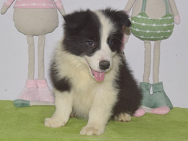Border Collie puppy for sale