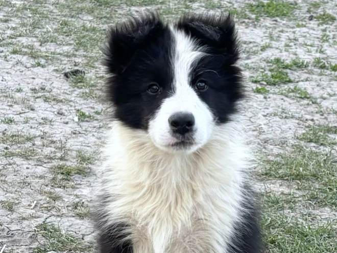 Border Collie puppy for sale