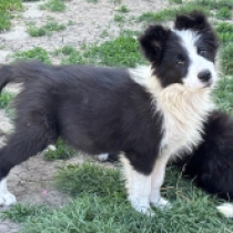 Montana, black and white Border Collie for sale