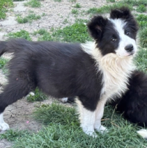 Border Collie Welpe kaufen