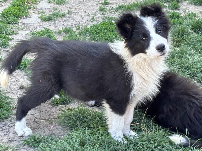 Border Collie puppy for sale