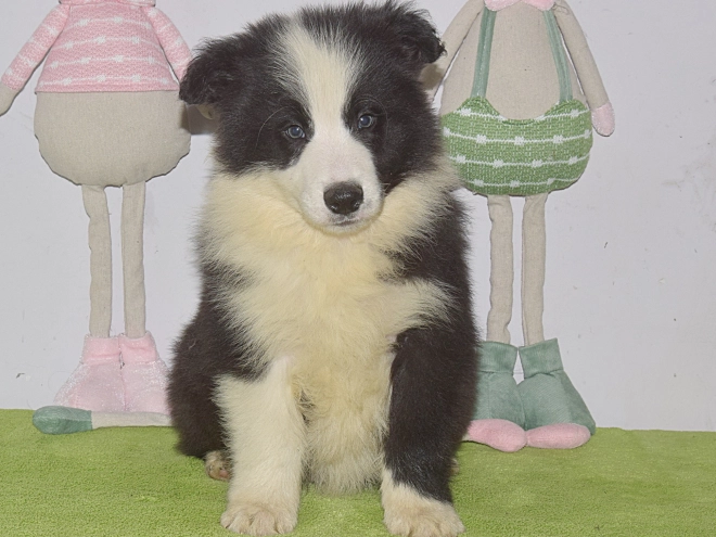Border Collie puppy for sale