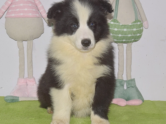 Border Collie puppy for sale