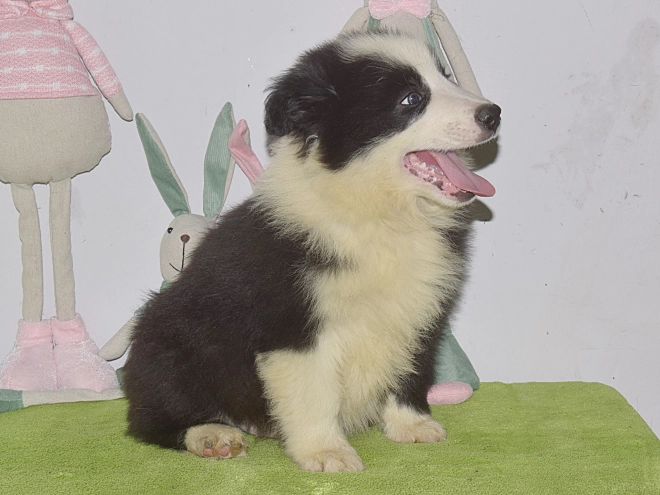 Border Collie puppy for sale