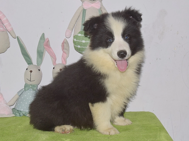 Border Collie puppy for sale