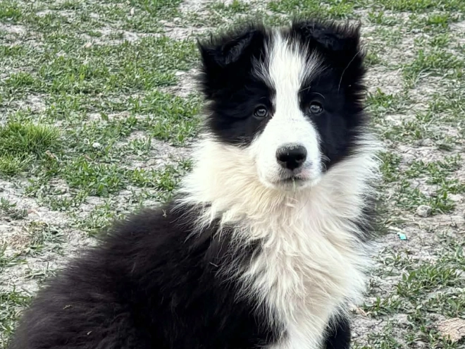 Border Collie puppy for sale