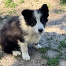 Boom-Boom, black and white Border Collie for sale