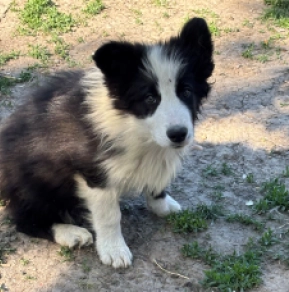 Border Collie Welpe kaufen